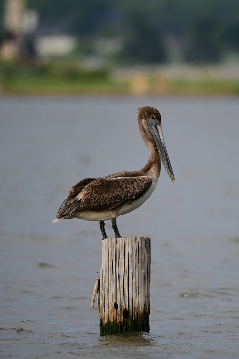 Brown Pelican - Cole Penning