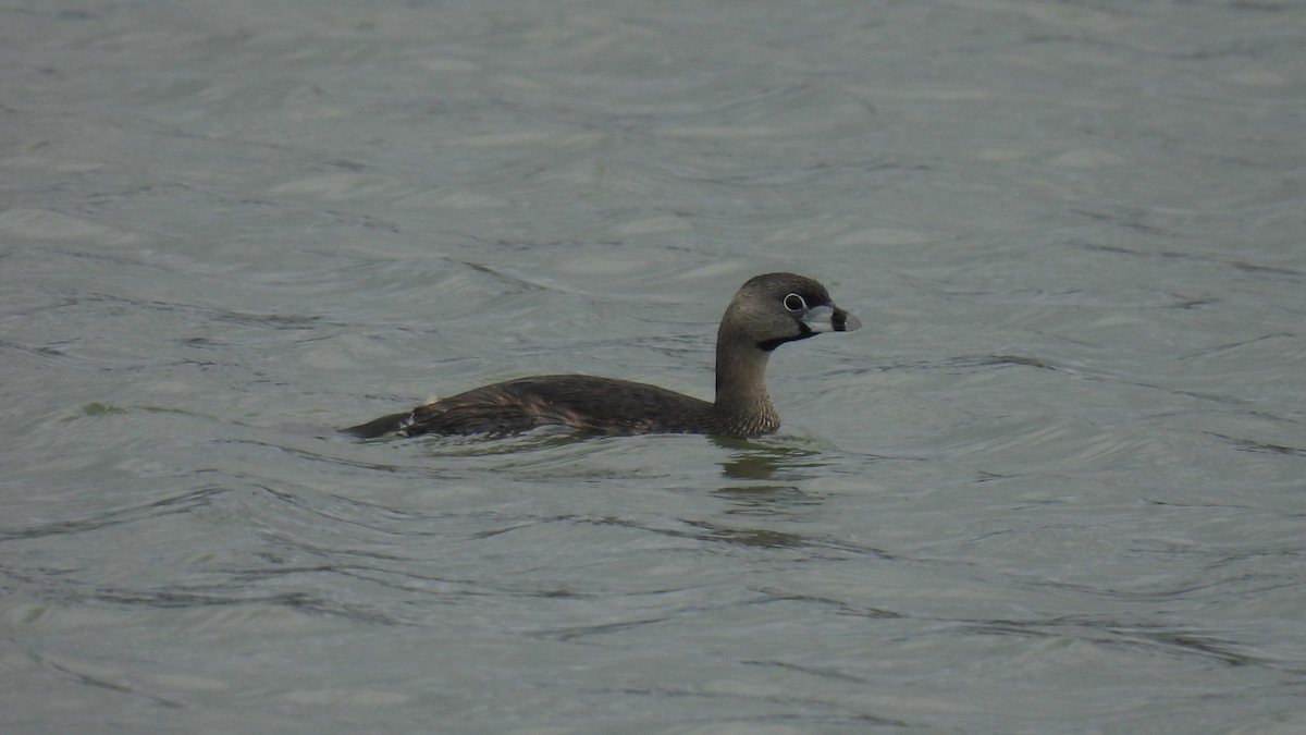 Pied-billed Grebe - Keith Eric Costley