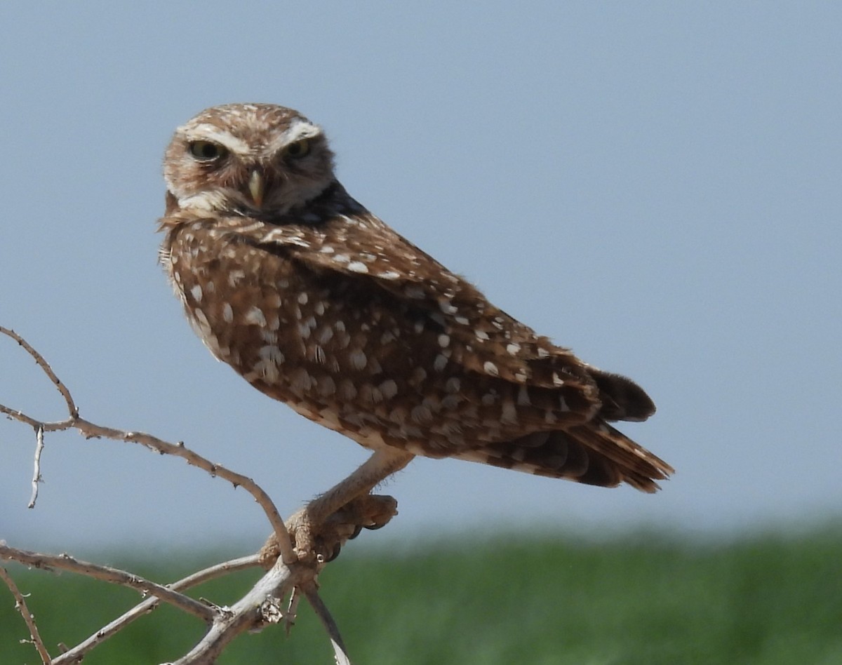 Burrowing Owl - ML618236762