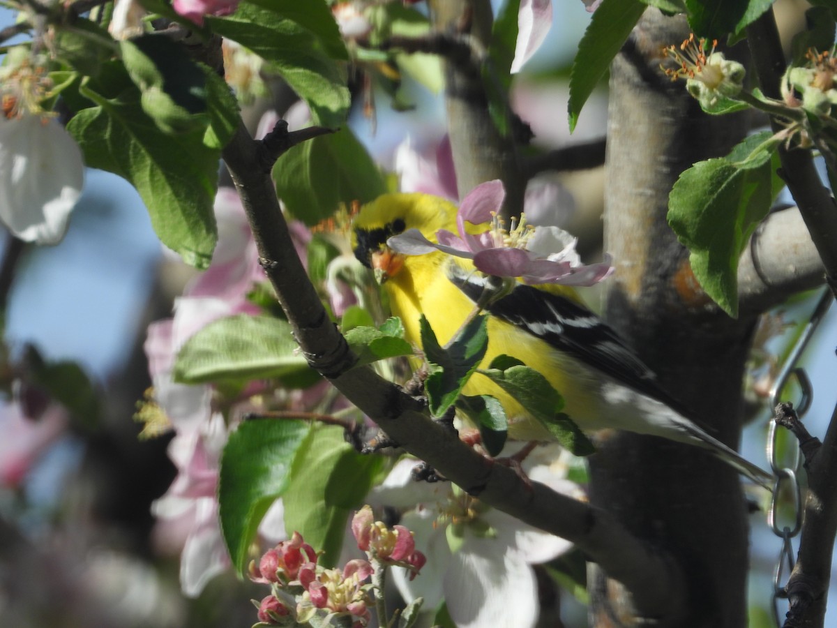 American Goldfinch - Tom Wuenschell