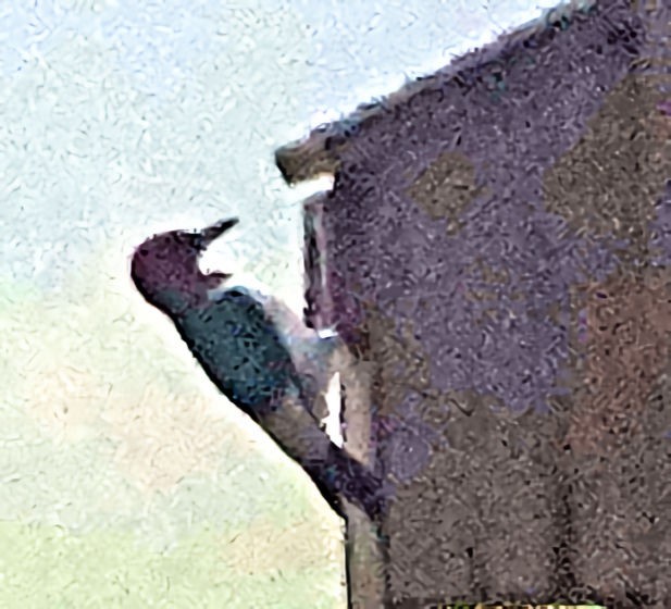 Red-headed Woodpecker - ML618236794