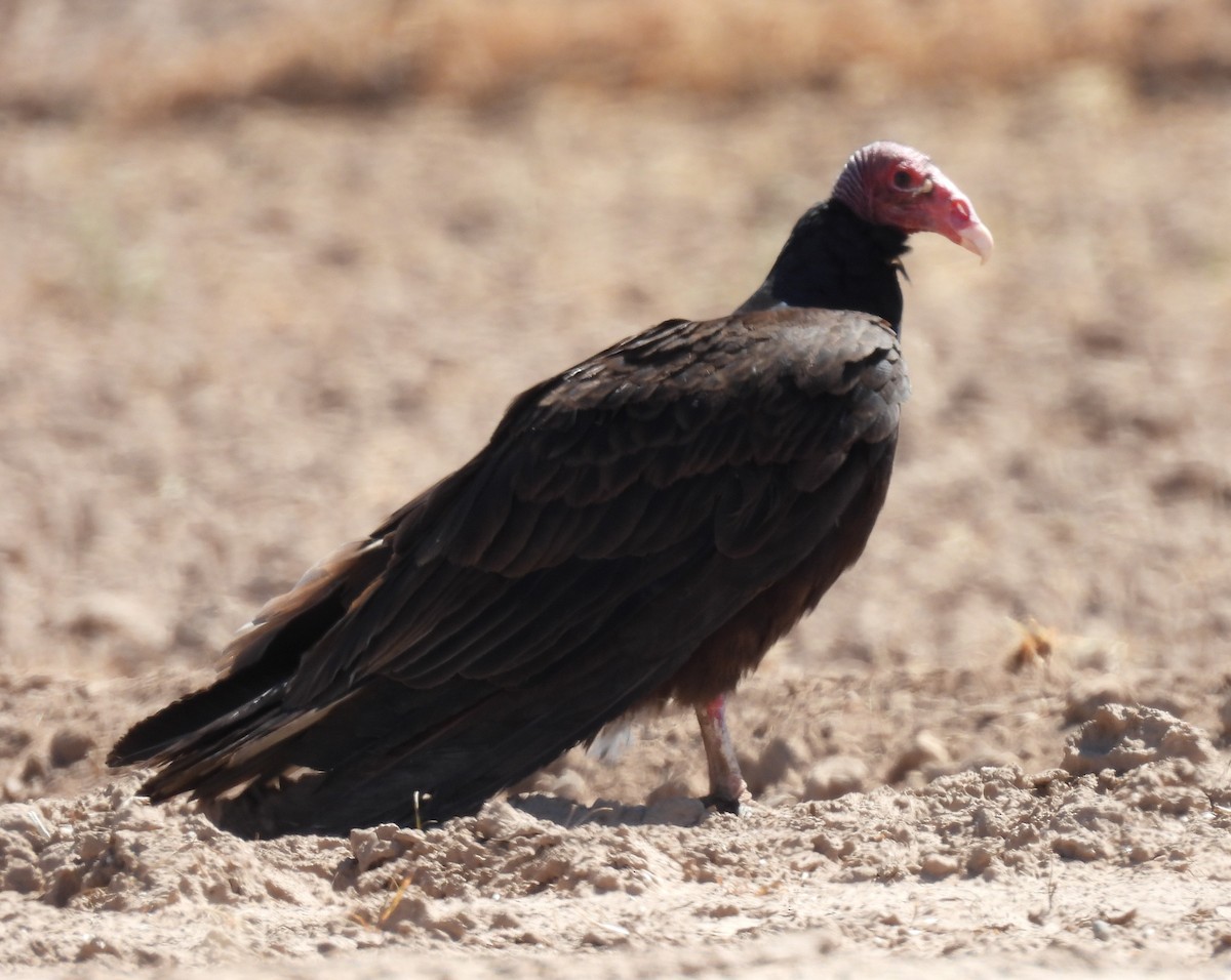 Turkey Vulture - Julie Furgason