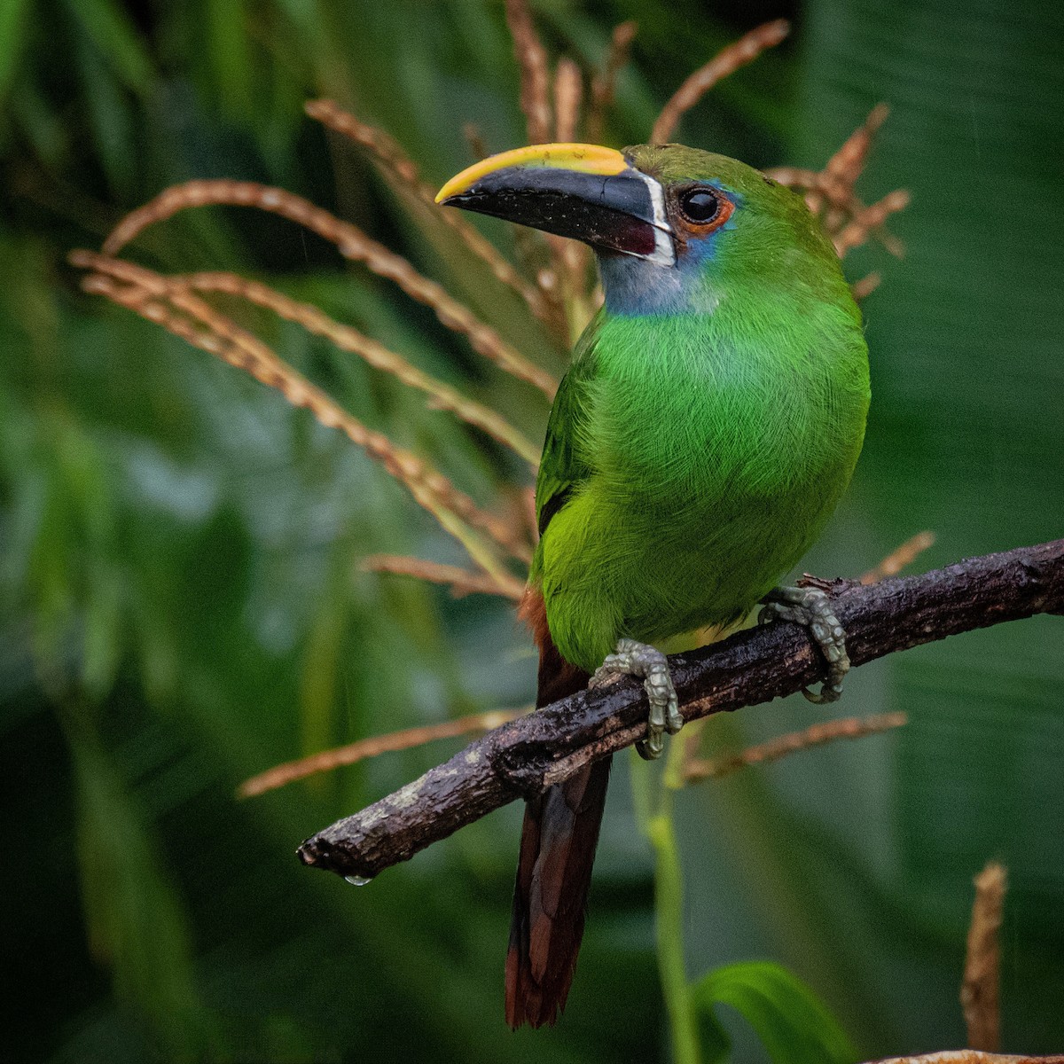 Southern Emerald-Toucanet - luis felipe quintero contreras