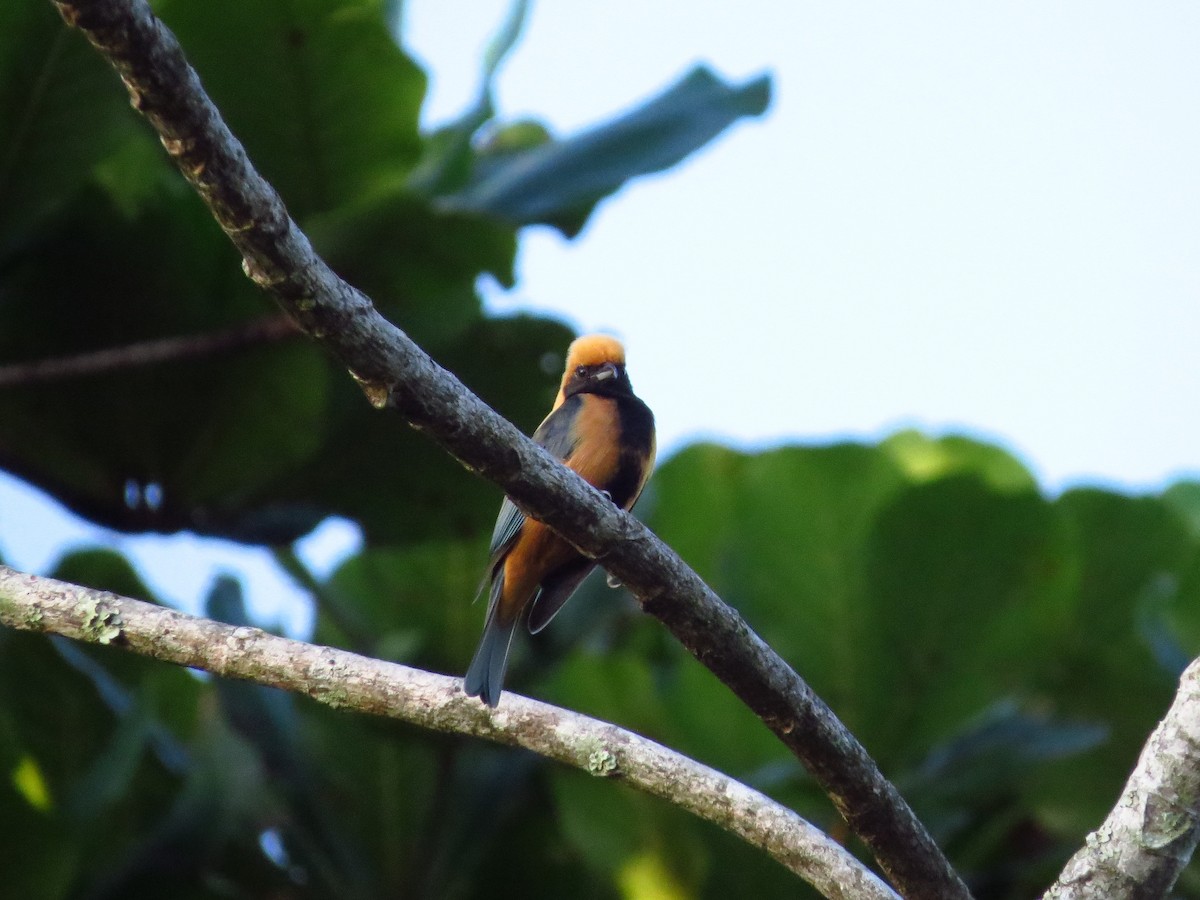 Burnished-buff Tanager - ML618236813