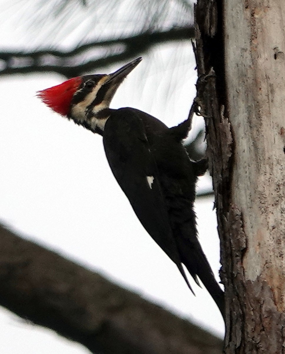 Pileated Woodpecker - Doug Wassmer