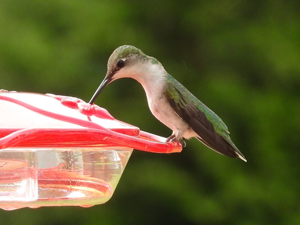 Ruby-throated Hummingbird - ML618236823