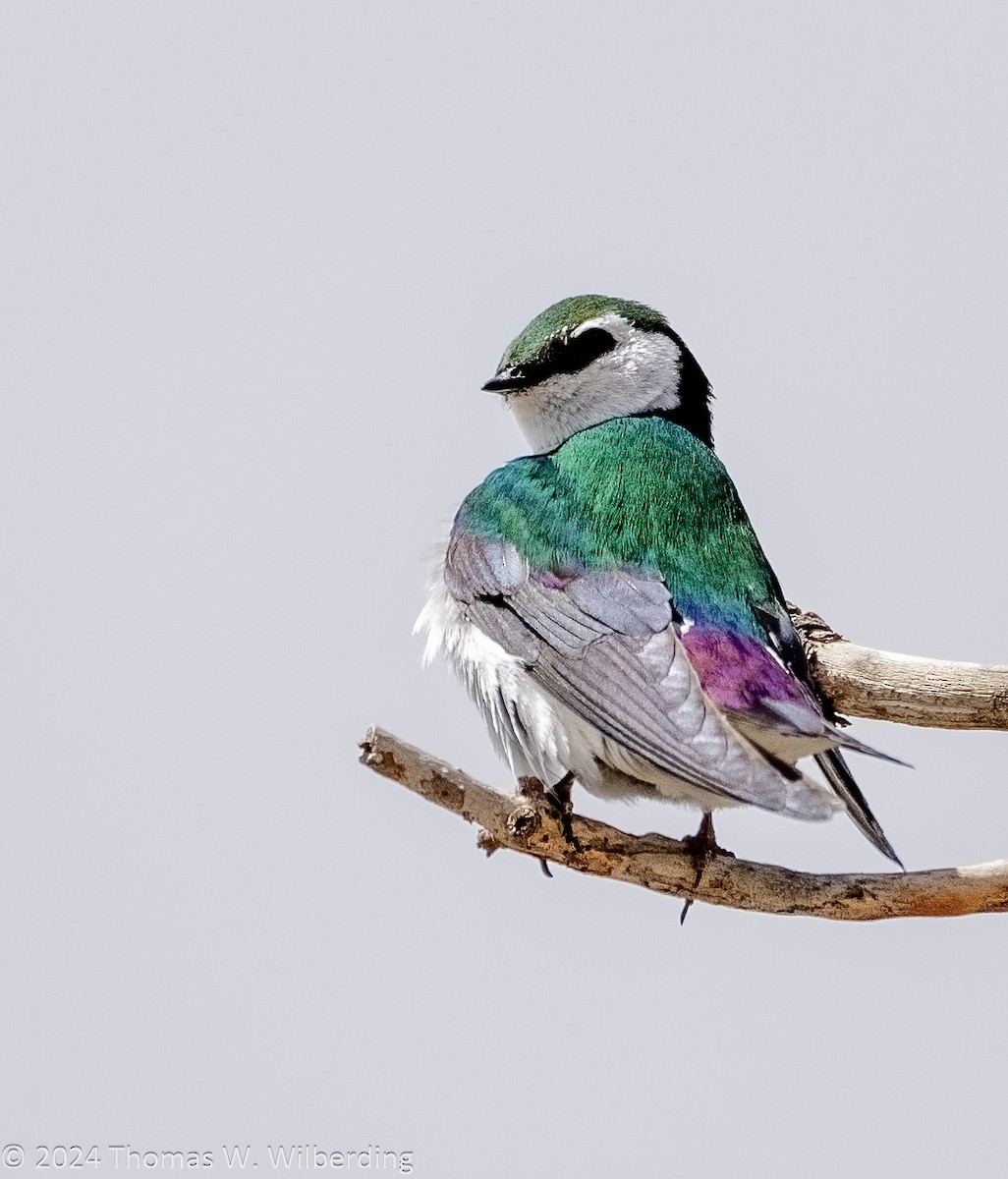 Violet-green Swallow - ML618236853