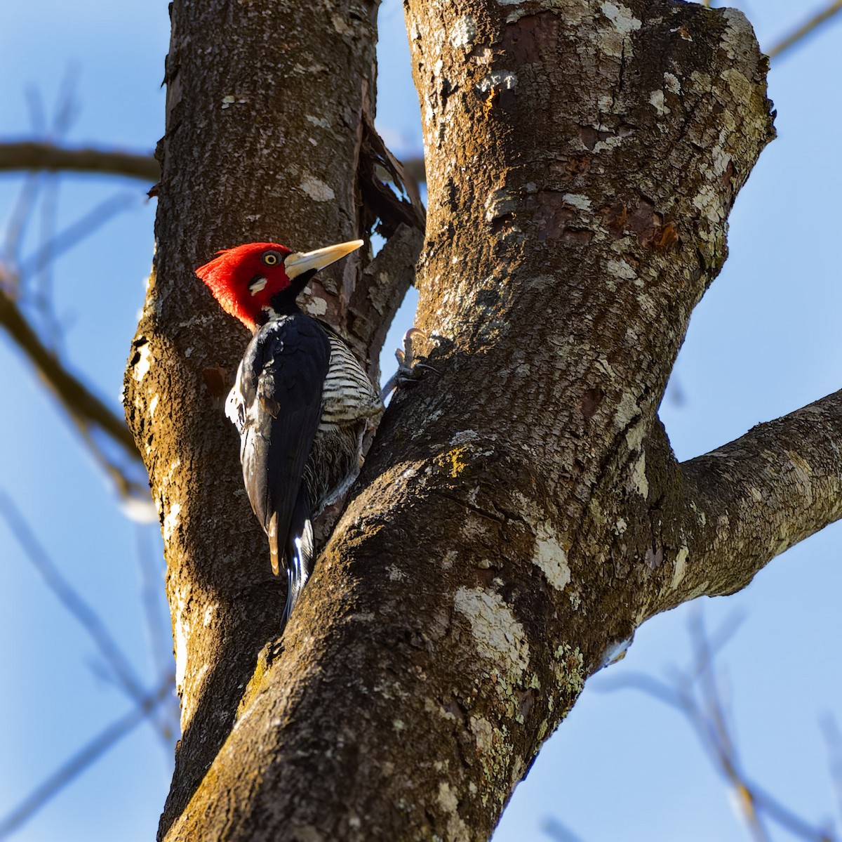 Crimson-crested Woodpecker - ML618236874