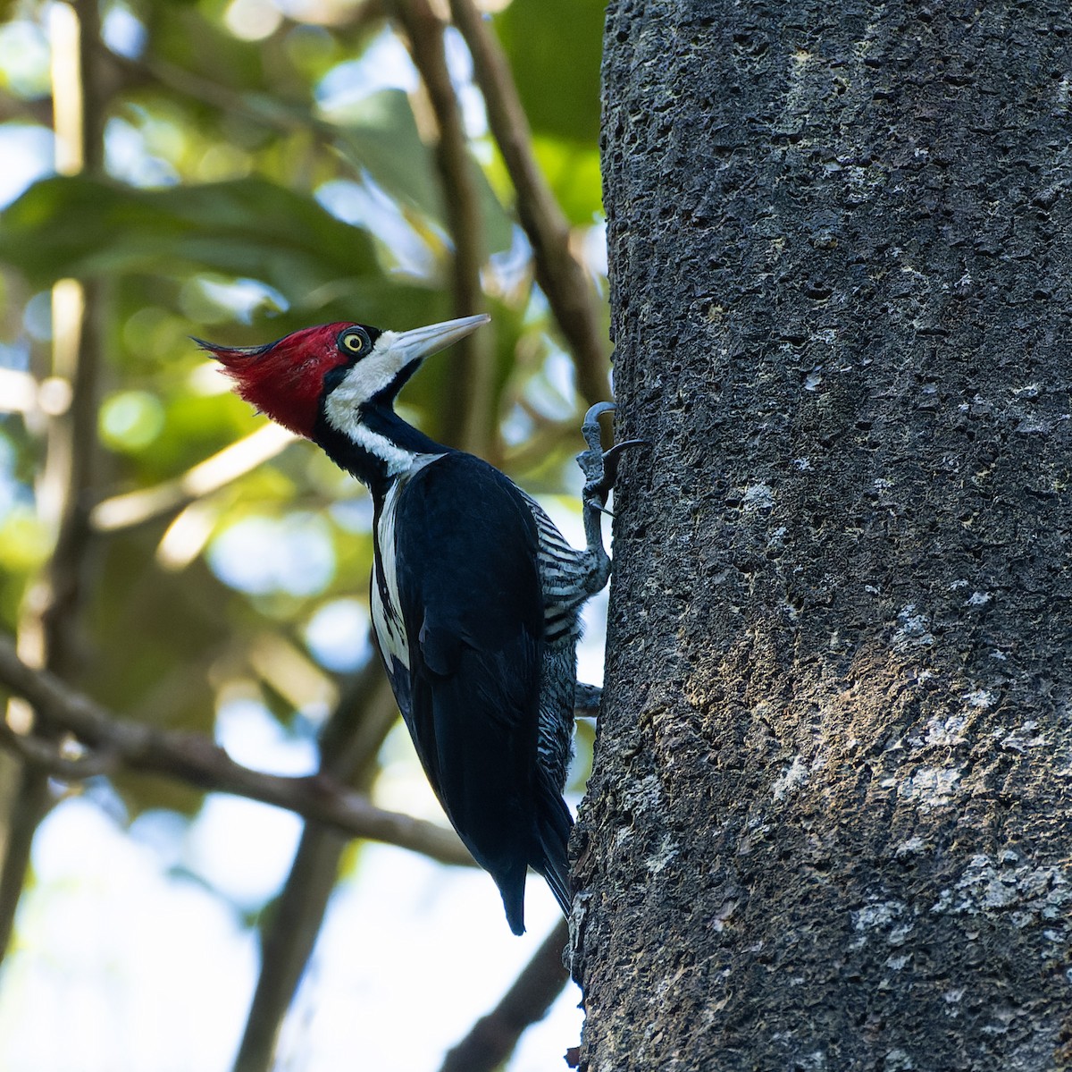 Crimson-crested Woodpecker - ML618236875