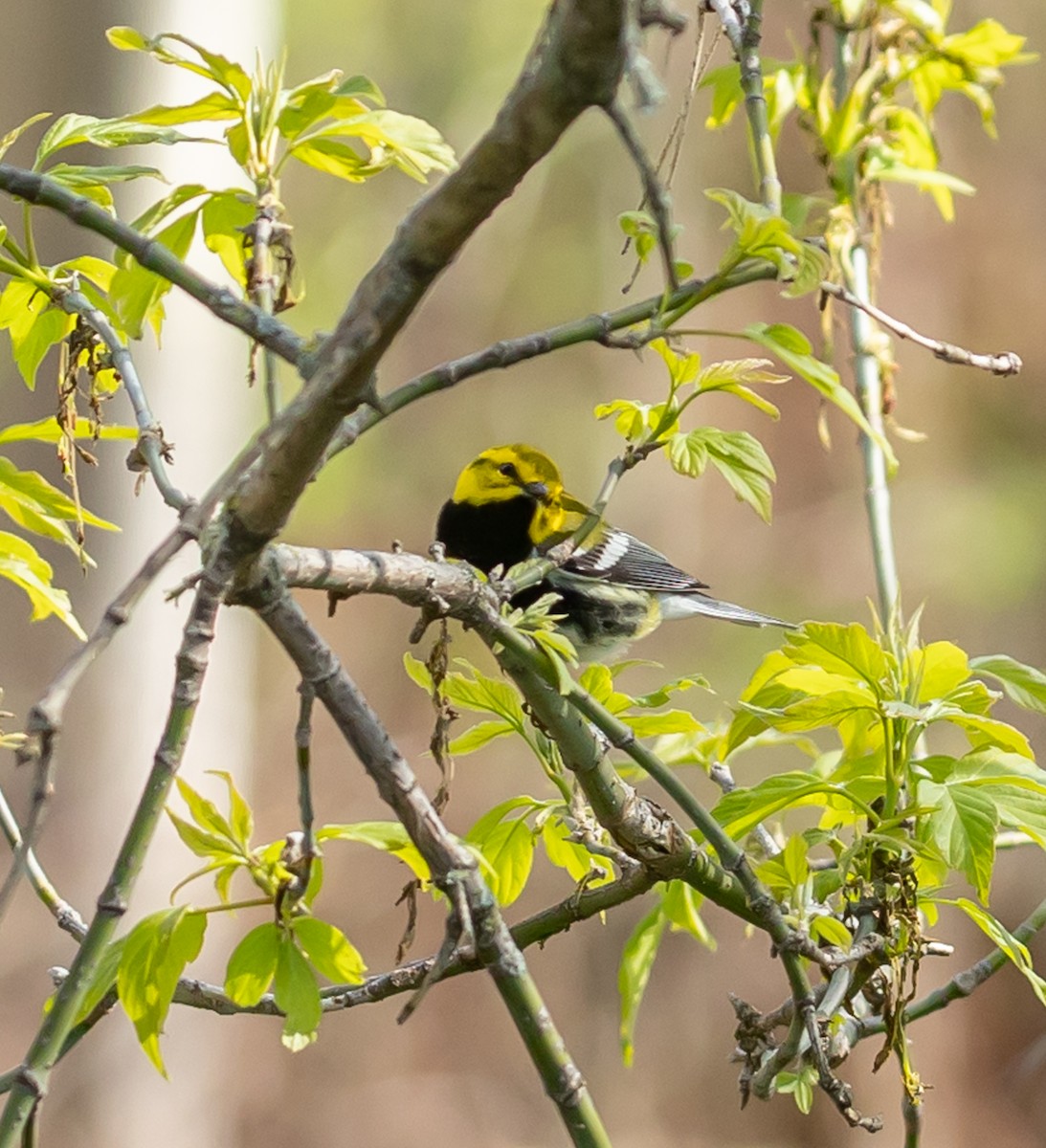 Black-throated Green Warbler - Hin Ki  & Queenie  Pong
