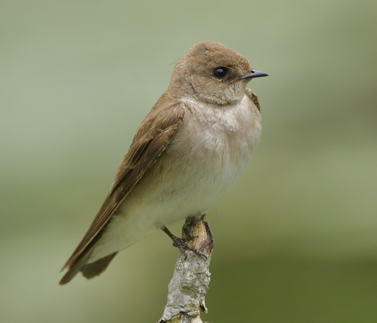 Northern Rough-winged Swallow - ML618236894