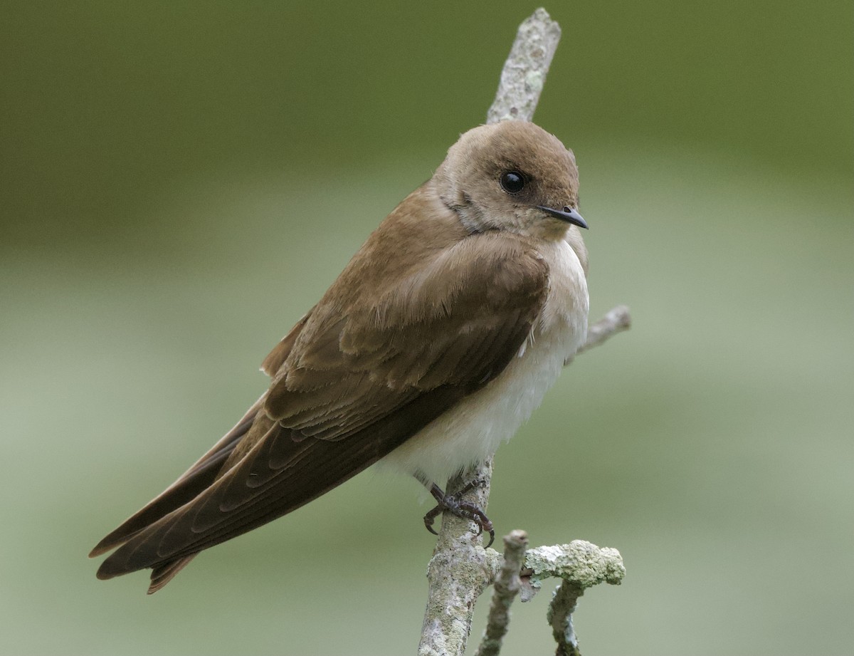 Northern Rough-winged Swallow - ML618236902