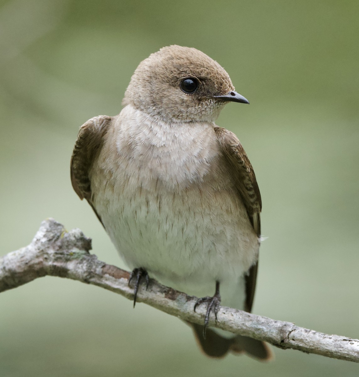 Northern Rough-winged Swallow - Linda Ankerstjerne Olsen