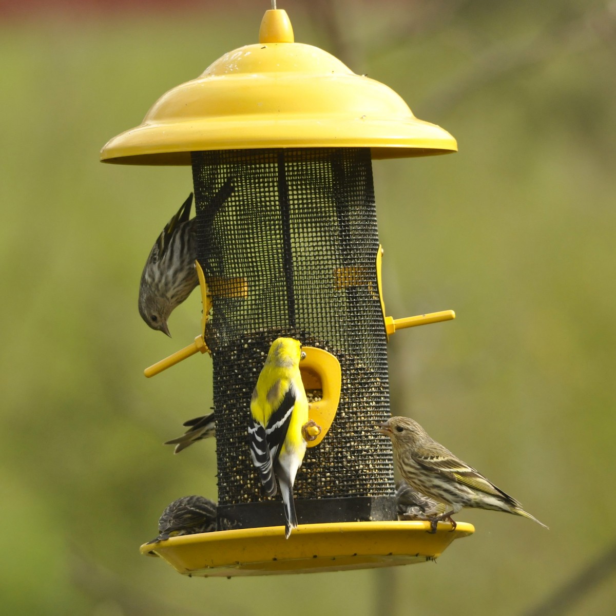 American Goldfinch - Jerry Hiam