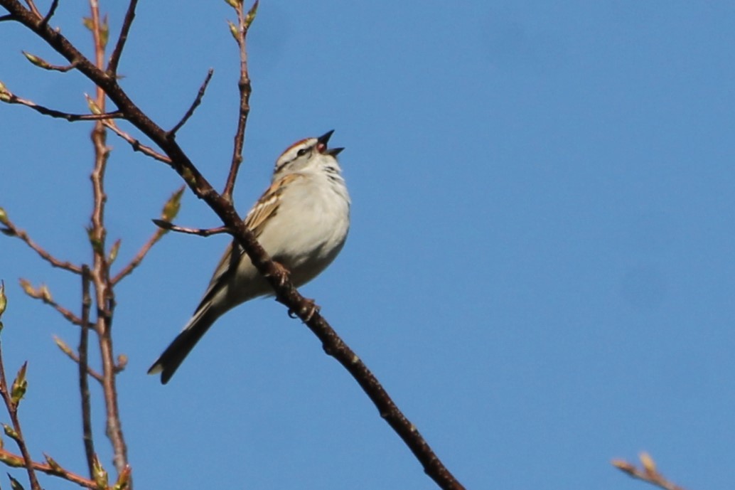 Chipping Sparrow - ML618236927