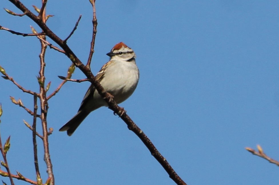 Chipping Sparrow - ML618236933