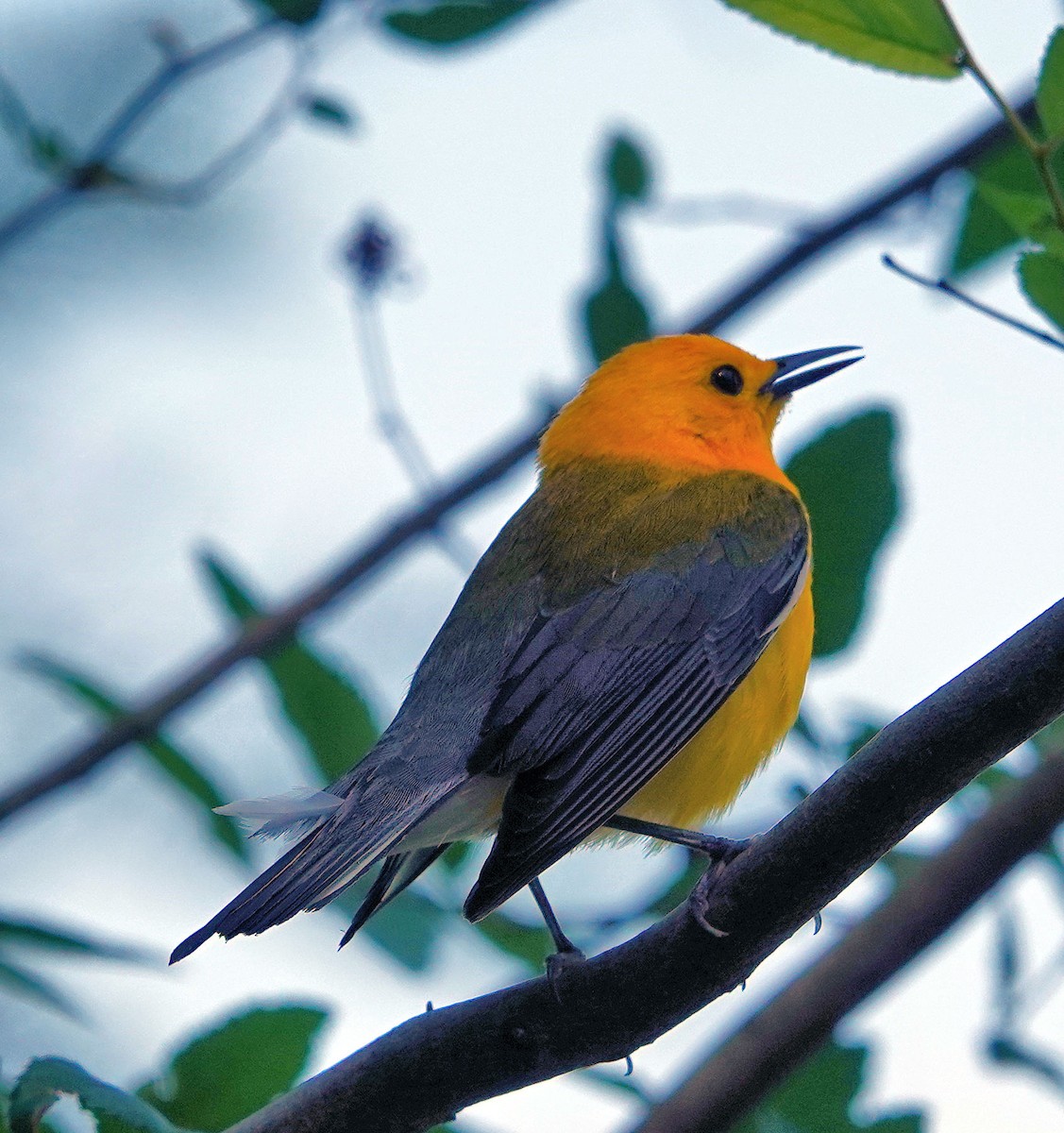 Prothonotary Warbler - ML618236962