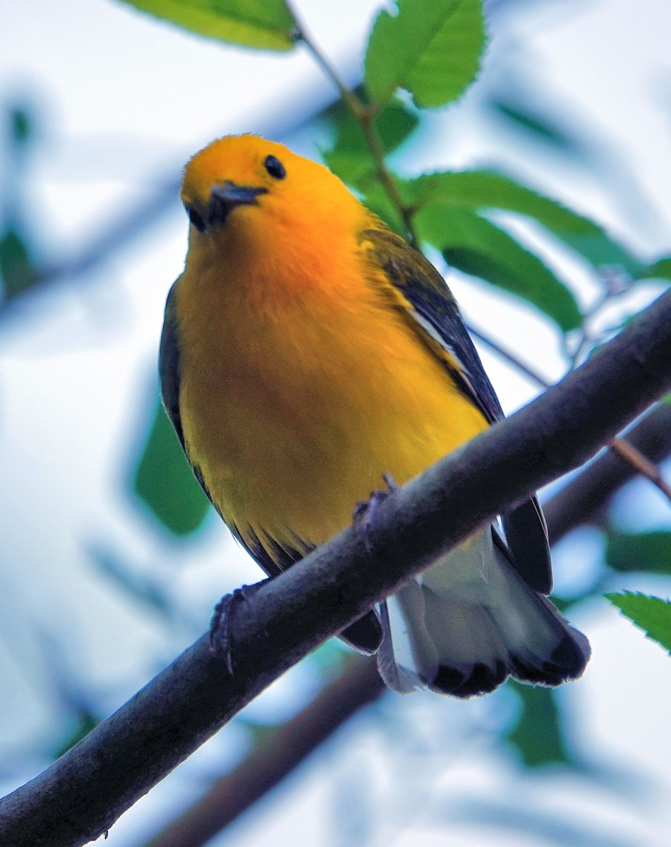 Prothonotary Warbler - ML618236963