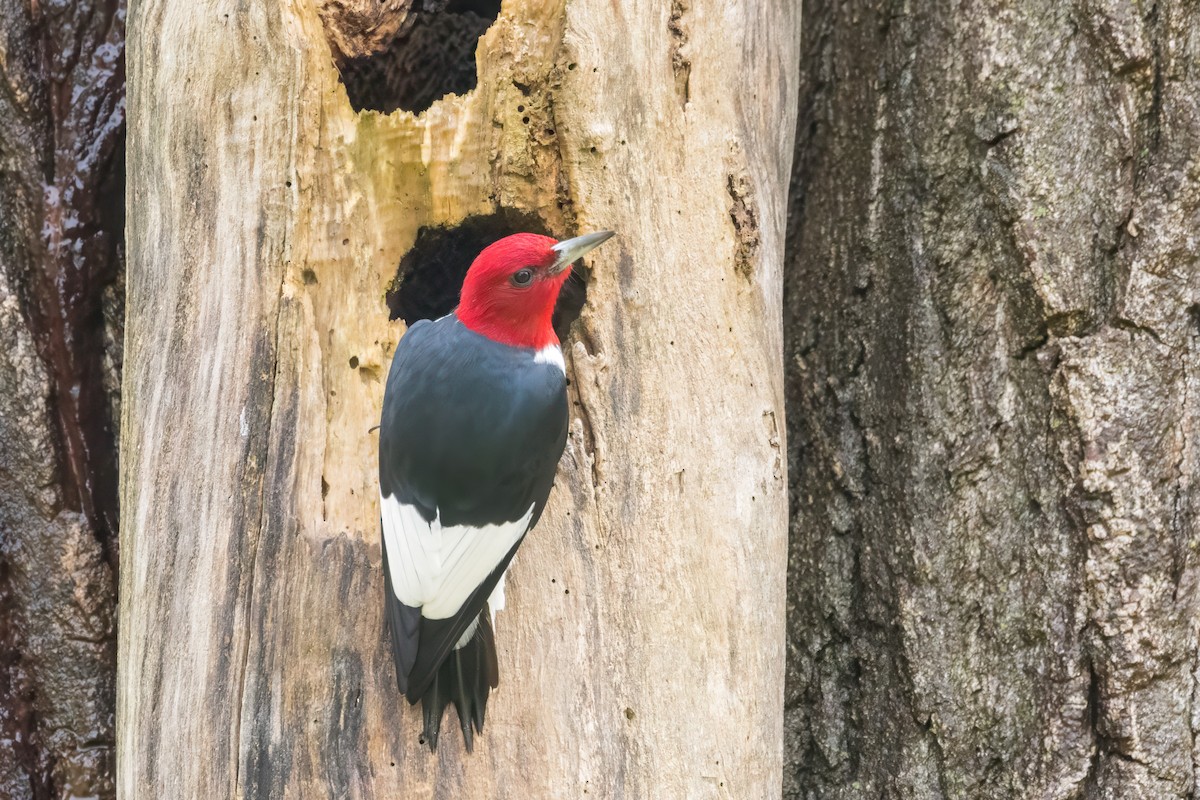 Red-headed Woodpecker - Ric mcarthur