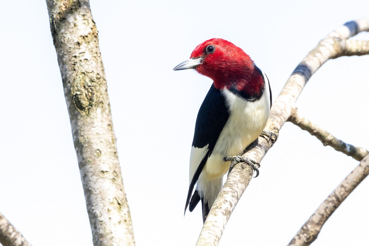 Red-headed Woodpecker - ML618236977