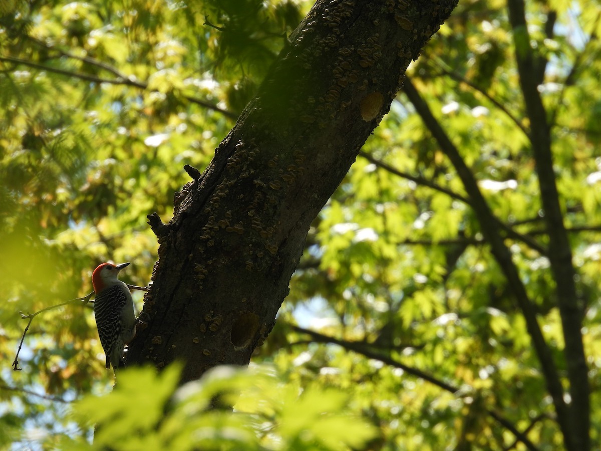 Red-bellied Woodpecker - ML618236982
