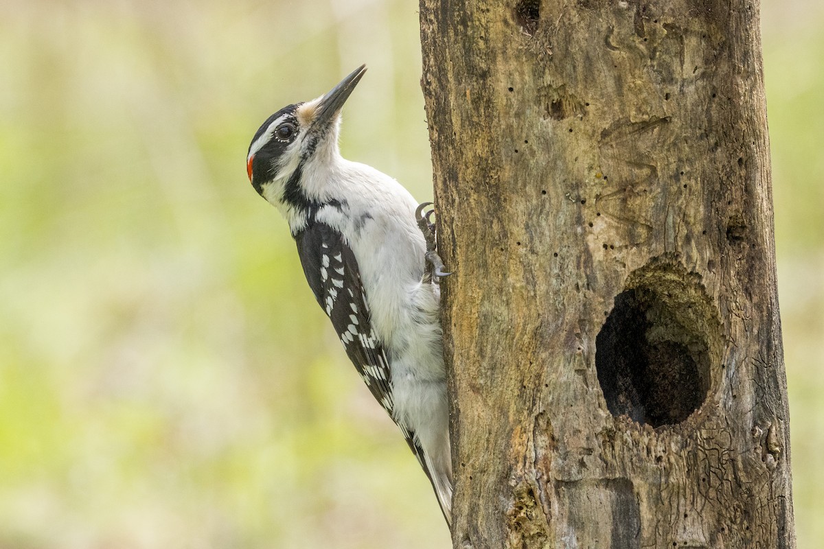 Hairy Woodpecker - Ric mcarthur