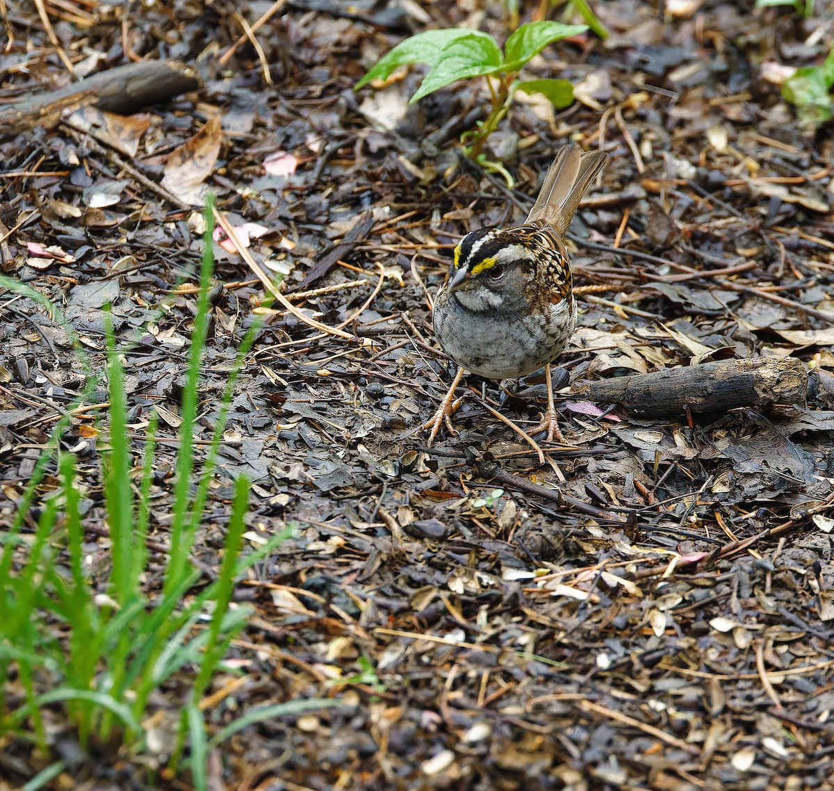 White-throated Sparrow - Becki Guy