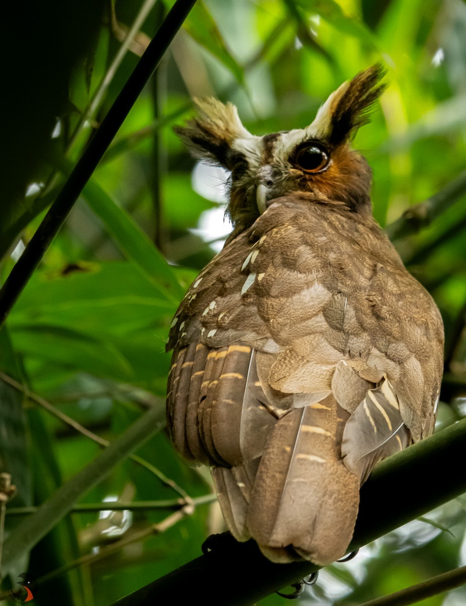 Crested Owl - ML618237088