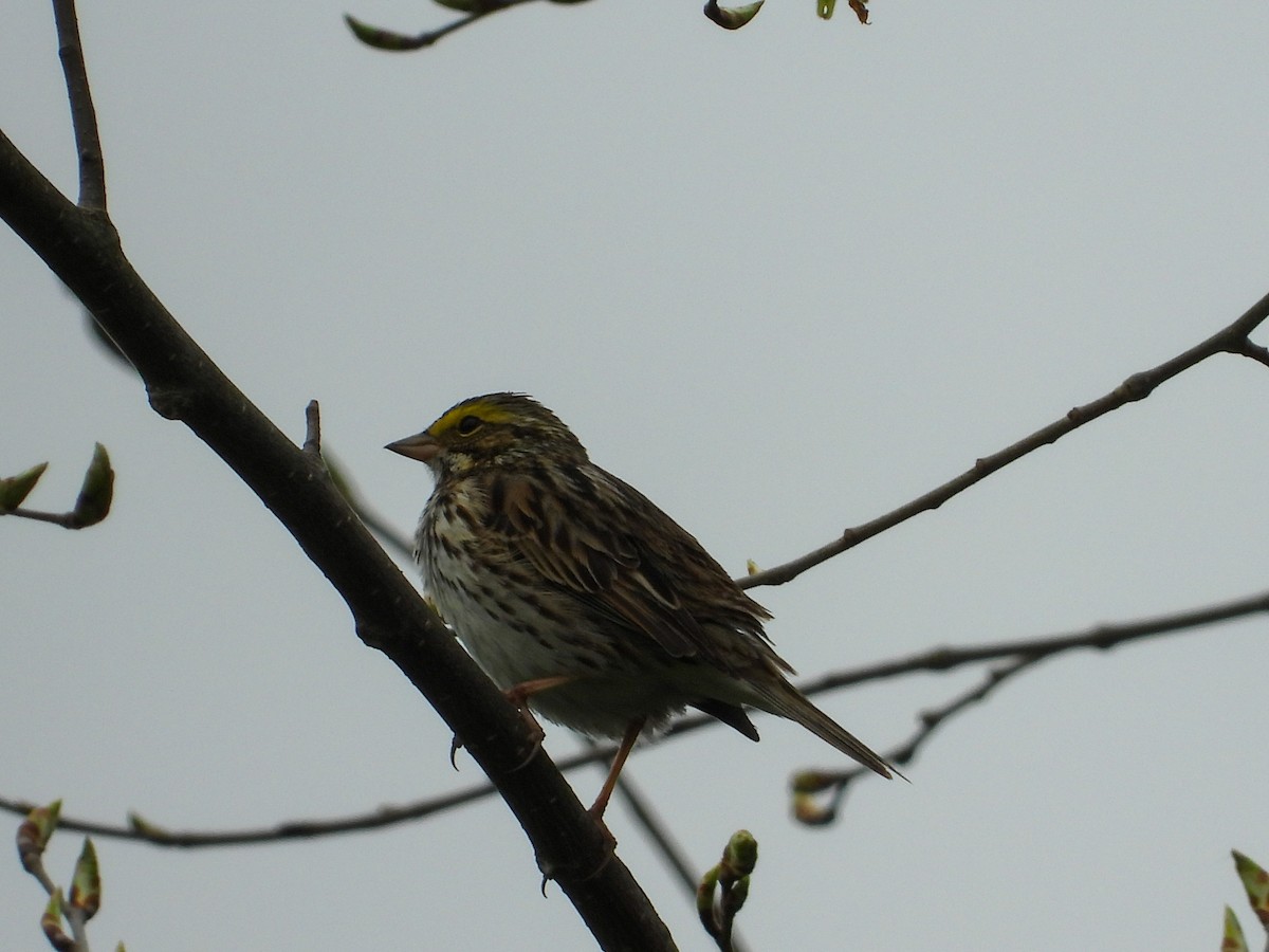 Savannah Sparrow - ML618237090