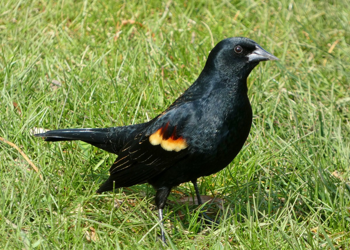 Red-winged Blackbird - ML618237092