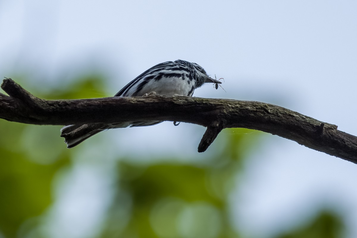 Black-and-white Warbler - ML618237094