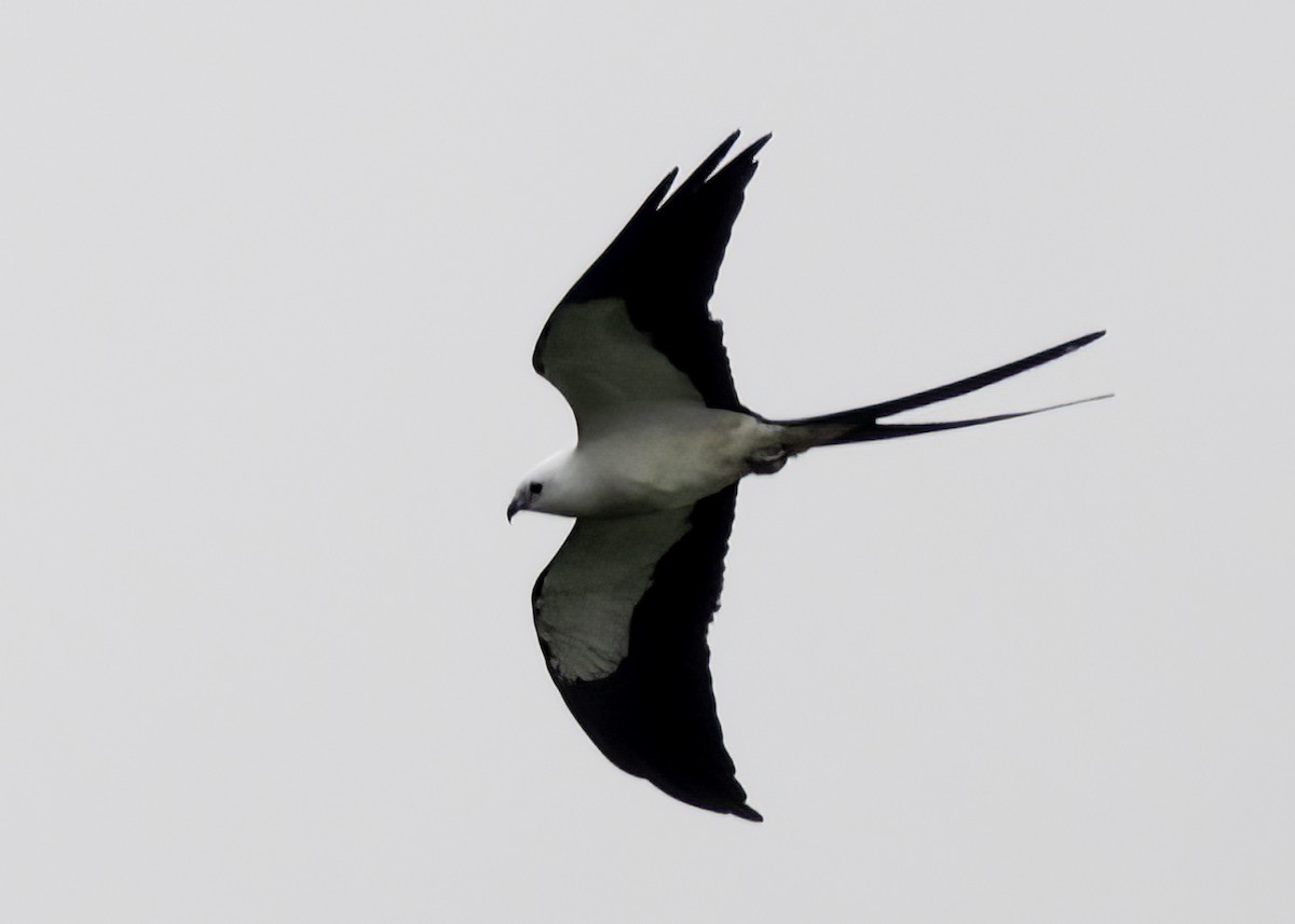 Swallow-tailed Kite - Luc Tremblay