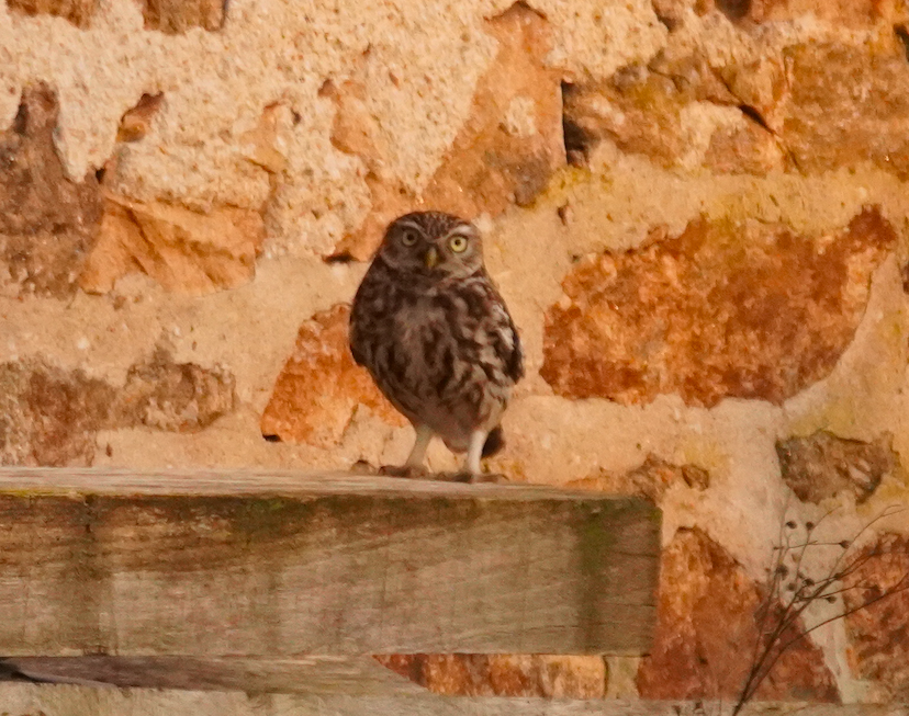 Little Owl - Wandrille Ferrand