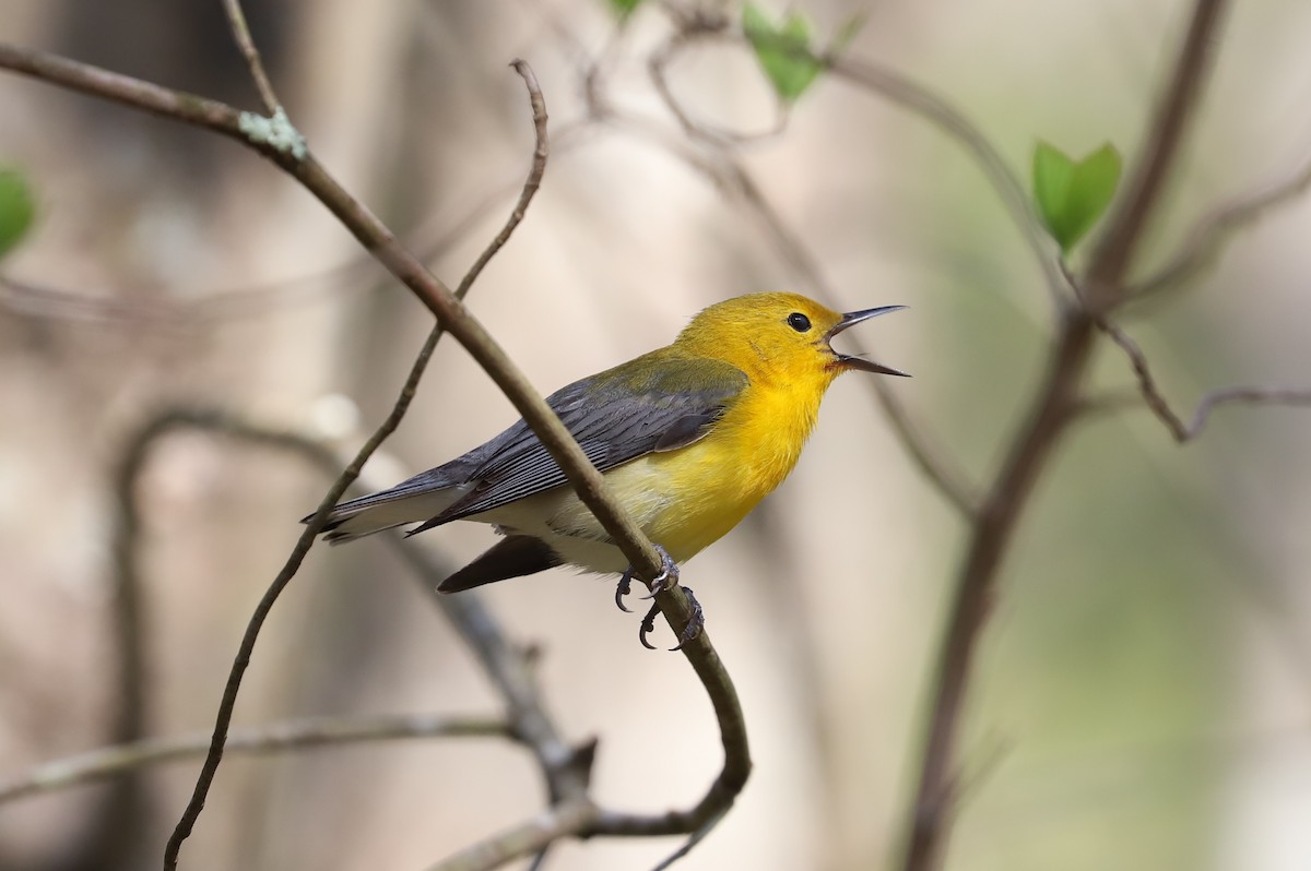 Prothonotary Warbler - ML618237159