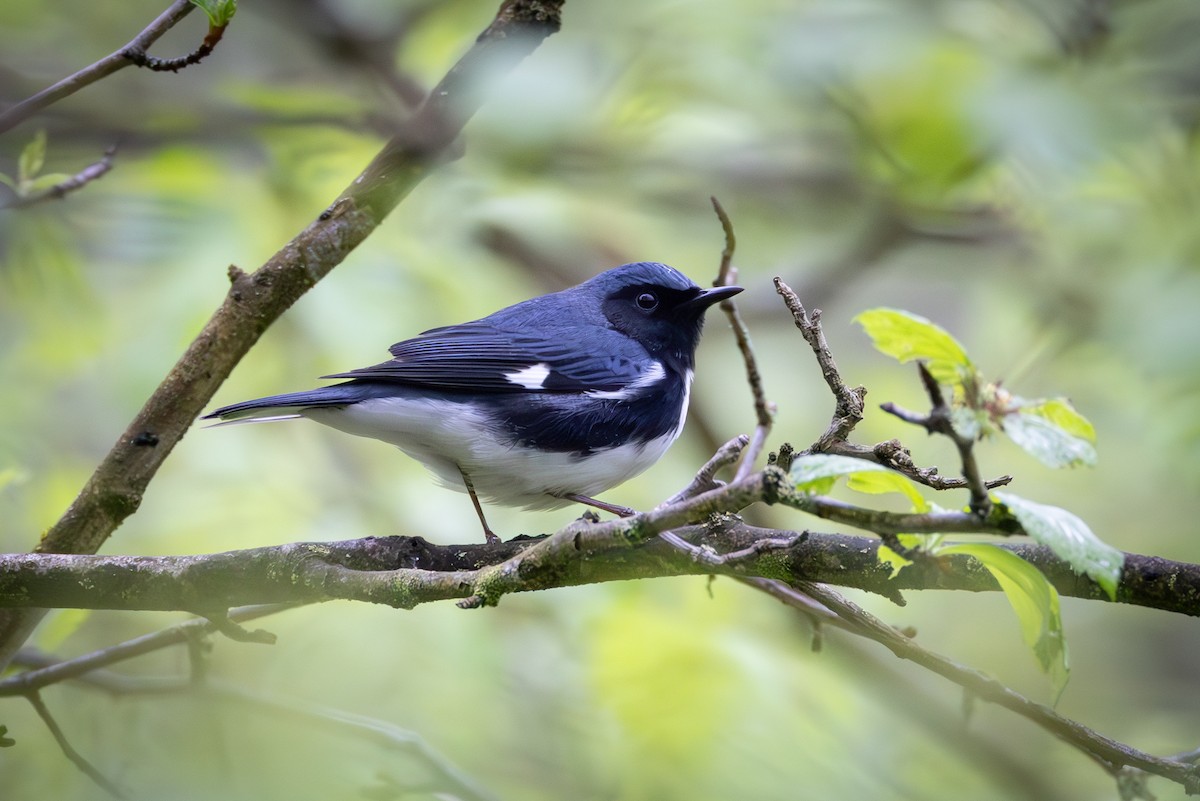 Black-throated Blue Warbler - ML618237161