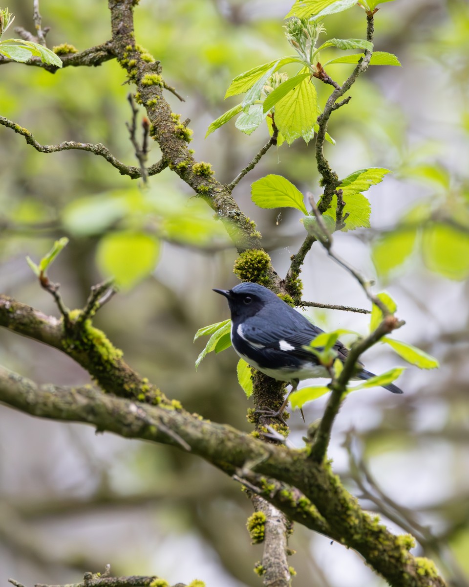 Black-throated Blue Warbler - ML618237164