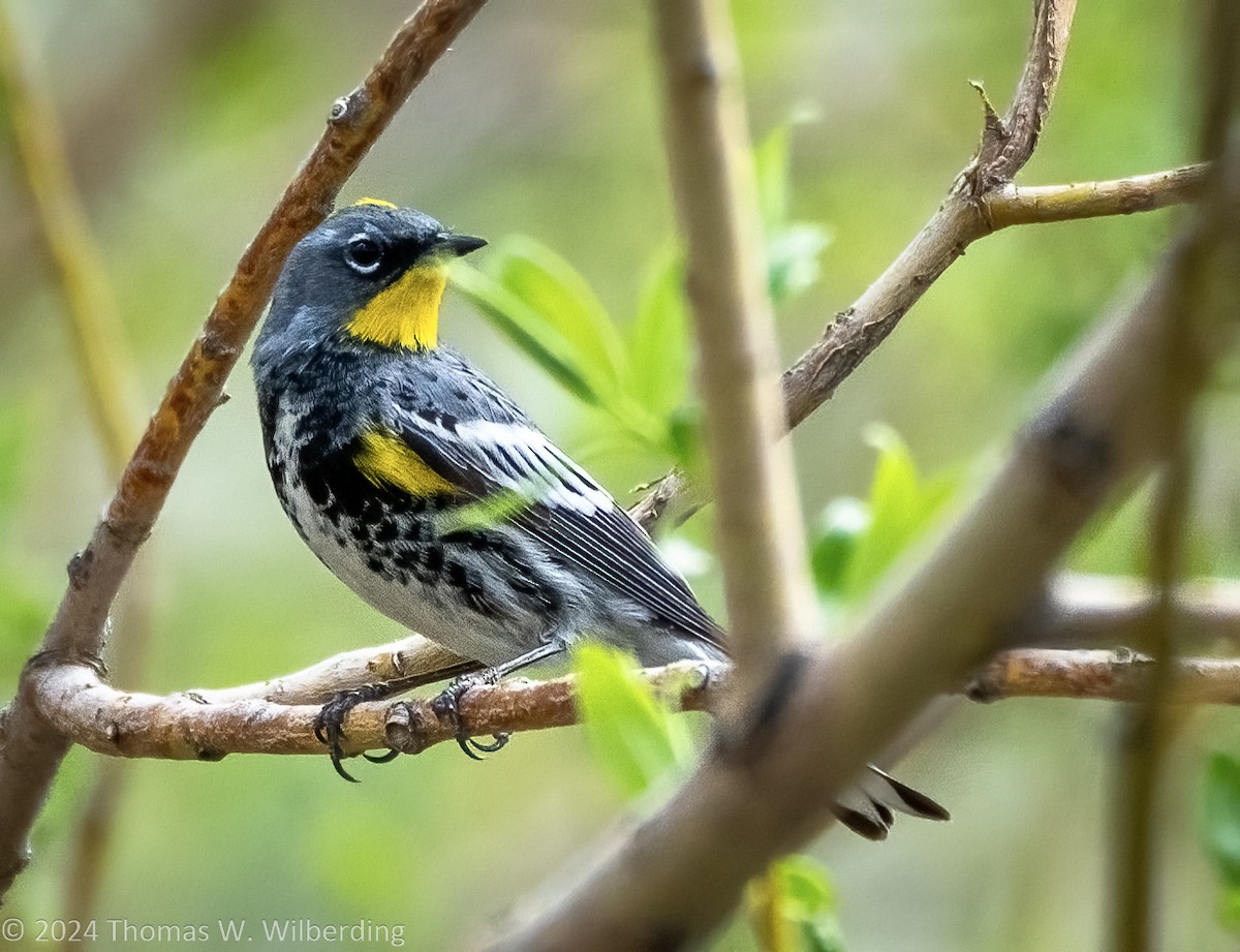 Yellow-rumped Warbler (Audubon's) - ML618237188