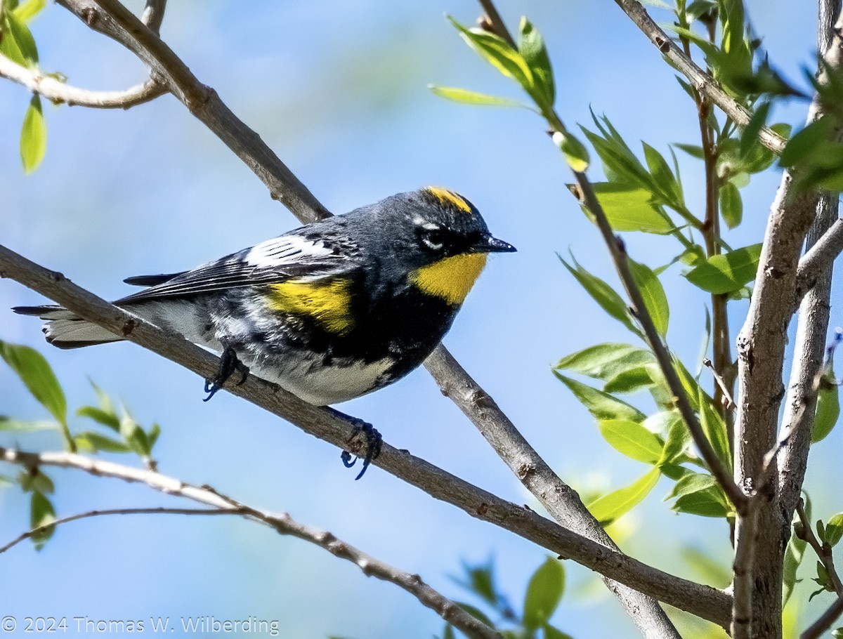Yellow-rumped Warbler (Audubon's) - ML618237191