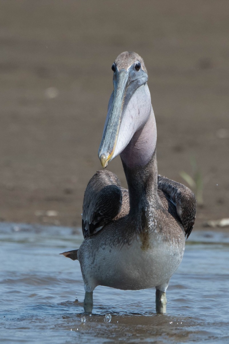 pelikán hnědý - ML618237251