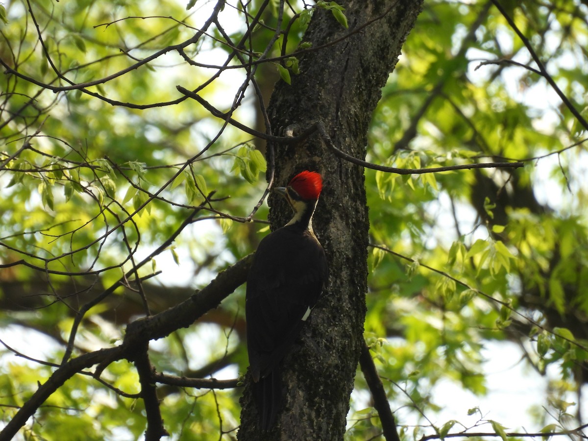 Pileated Woodpecker - Laura Minnich