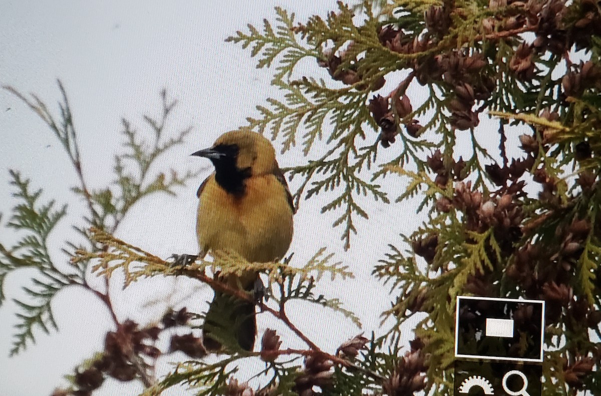 Orchard Oriole - ML618237263