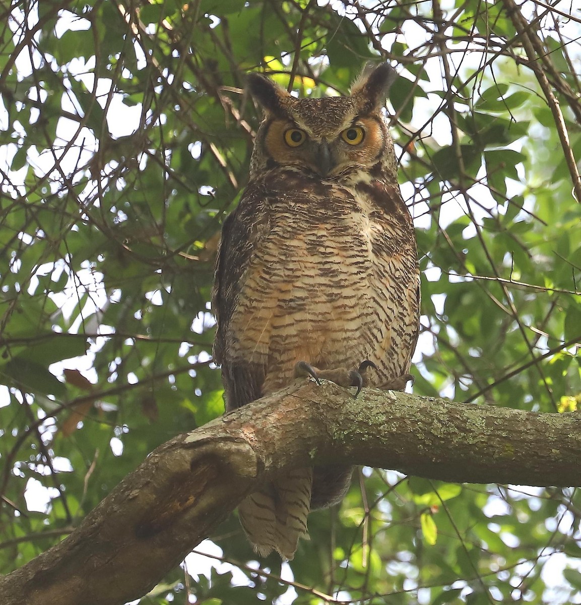 Great Horned Owl - ML618237303