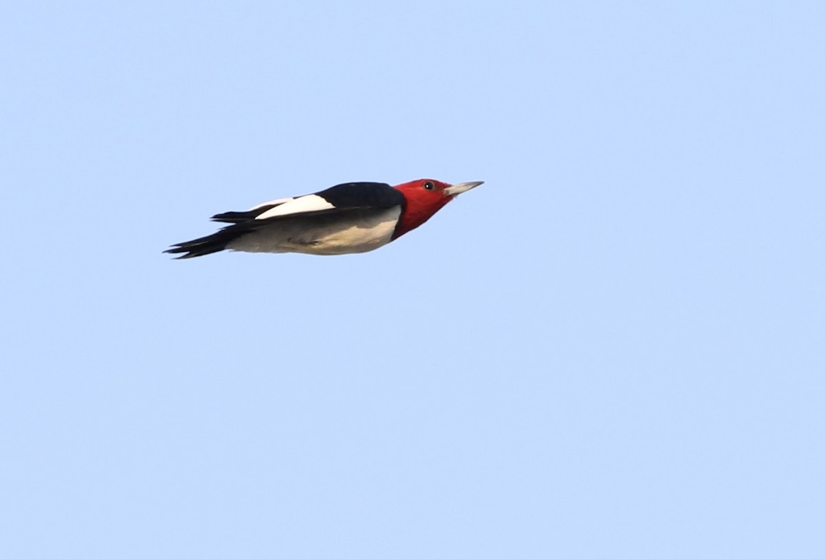 Red-headed Woodpecker - Jack McDonough