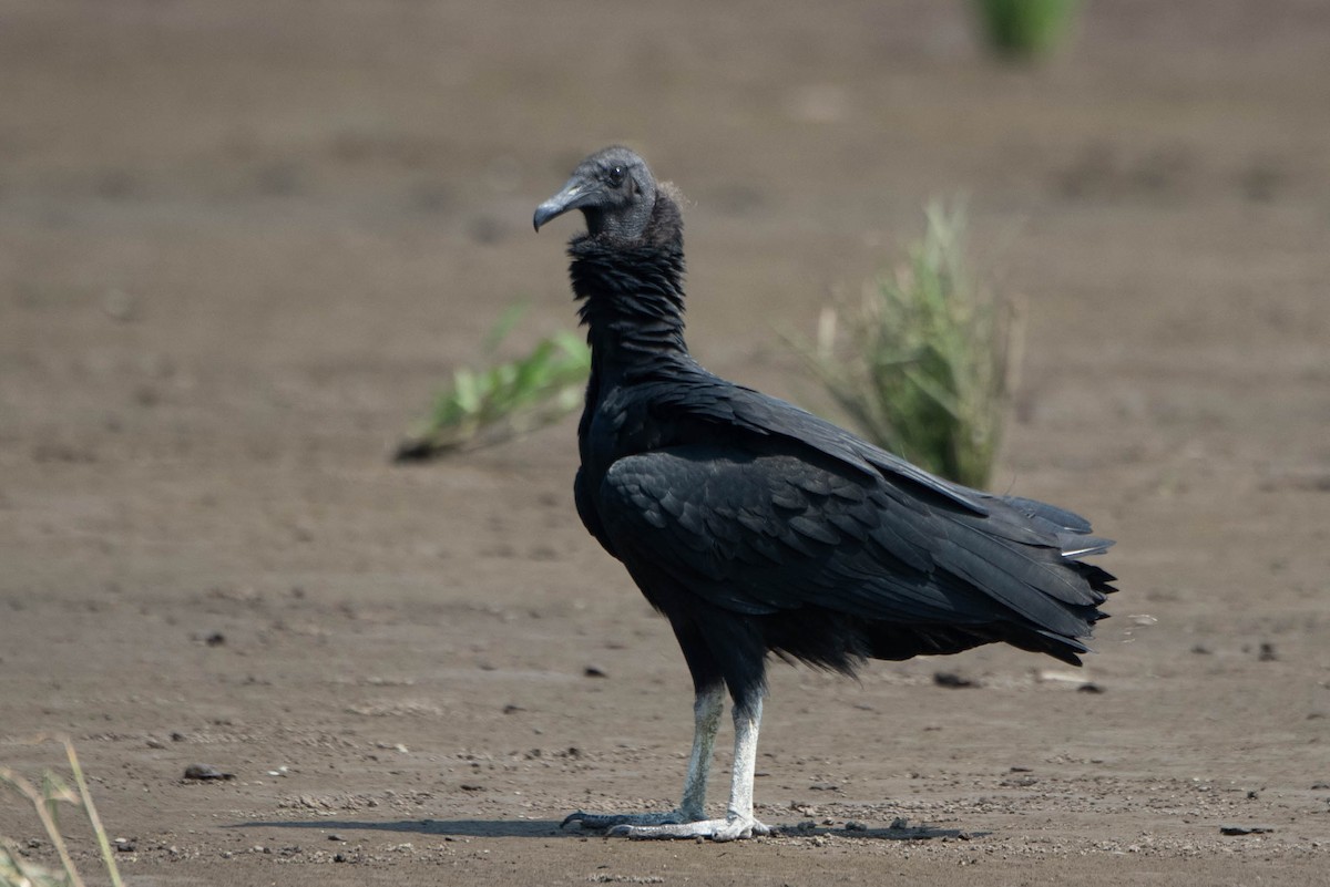 Black Vulture - Andrea Heine