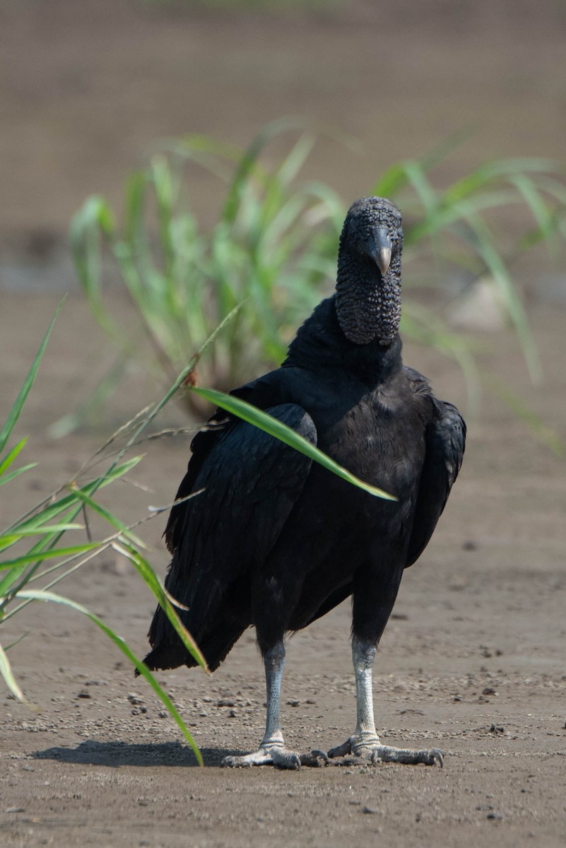 Black Vulture - Andrea Heine
