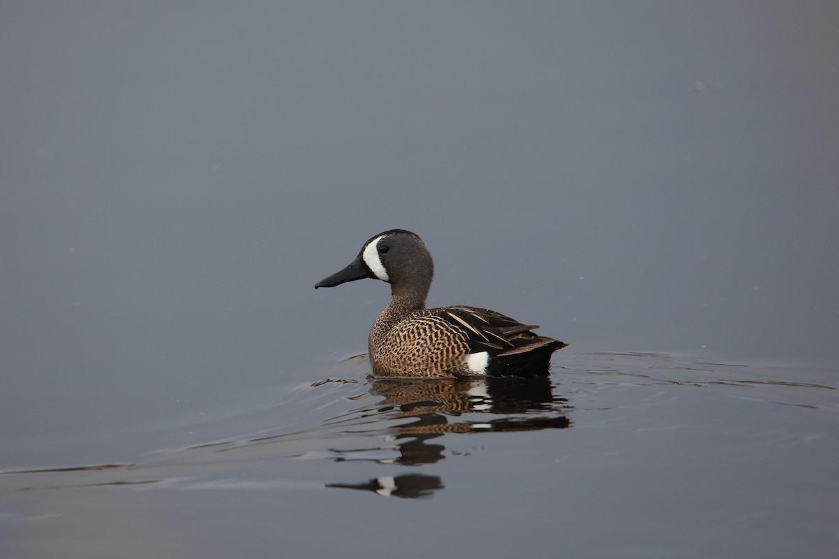 Blue-winged Teal - ML618237423