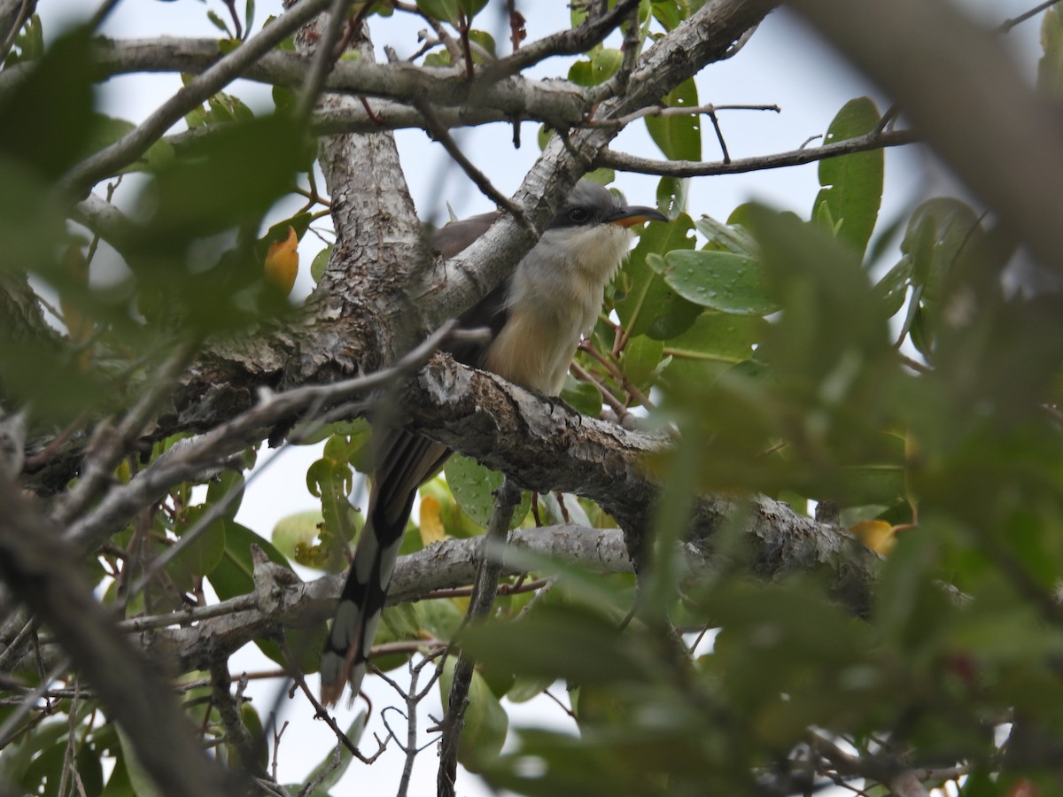 Mangrove Cuckoo - c c