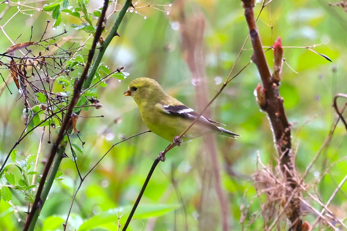 American Goldfinch - Peter Veighey