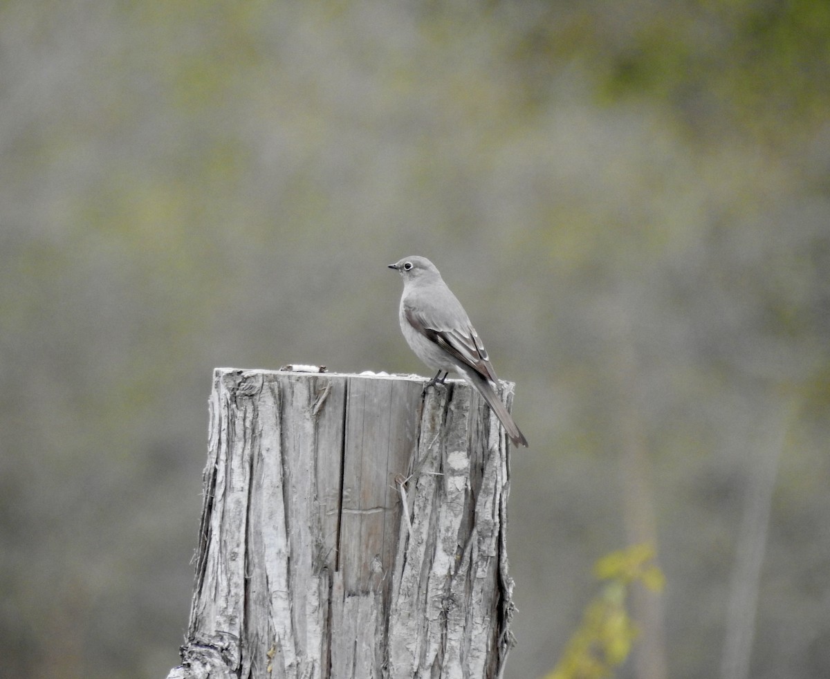 Townsend's Solitaire - Sachi Snively