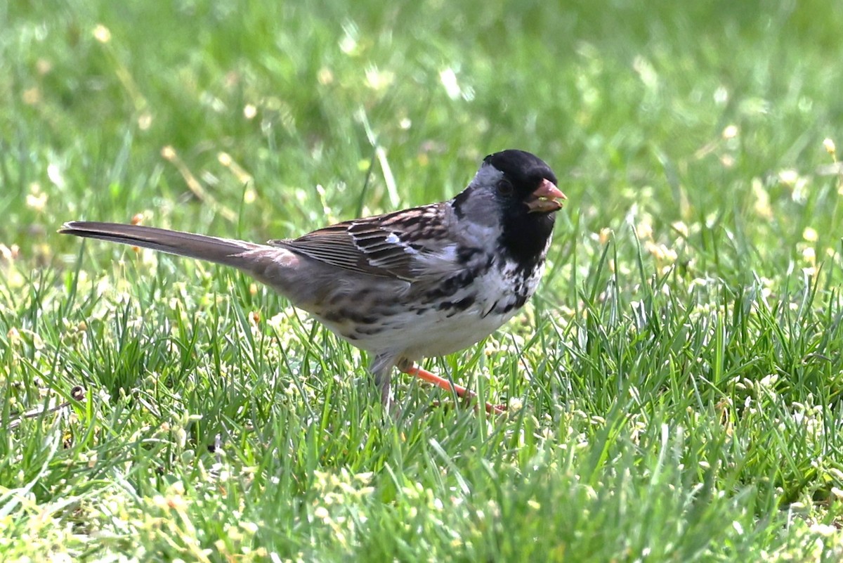 Harris's Sparrow - Peter Veighey